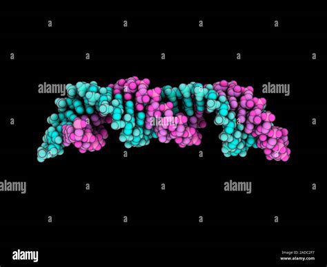 Human signal recognition particle RNA (ribonucleic acid). Computer ...