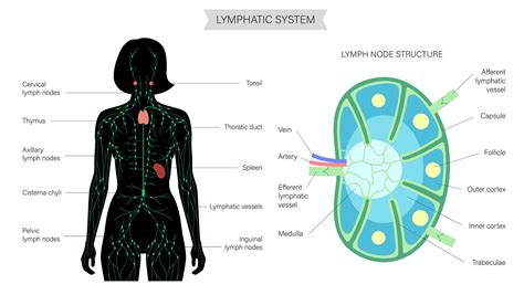 Comprehensive Guide to the Lymphatic System and Lymph Node Structure ...
