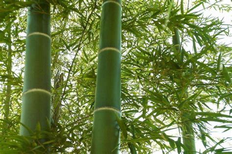 竹子的象征意义是什么 竹子的精神是什么_搭配知识_学堂_齐家网