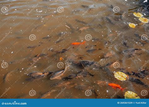 Red and Common Crucian Carp in the Lake of the Park. Fish in the Pond ...