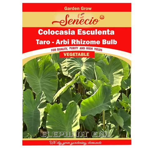 SENECIO Colocasia Esculenta Taro Arbi, Live Rhizomes Bulb For Growing ...