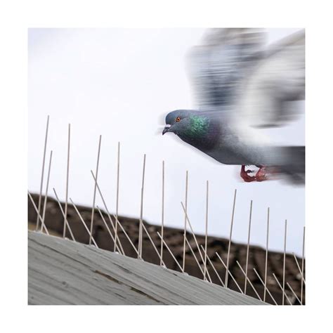 Pigeon Spikes 的图像结果