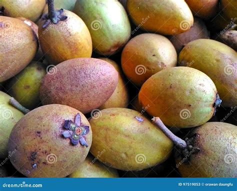 Sapodilla, Also Known As Sapote or Chikoo Stock Image - Image of sapote ...
