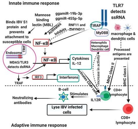 Towards Improved Use of Vaccination in the Control of Infectious ...