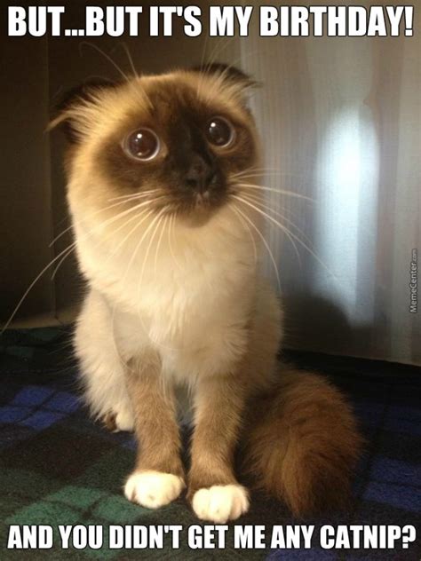 Image result for Cat Sketch Tutorial