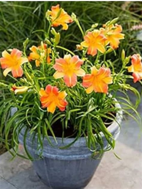 Image result for Popular Spring Flowers