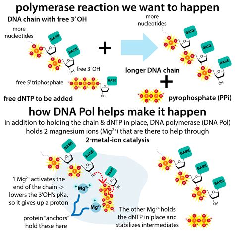 Rna Polymerase Reaction