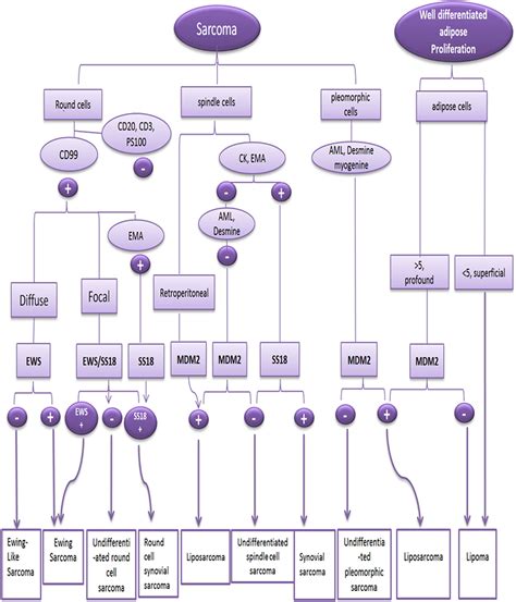 Molecular classification of soft tissue sarcomas for adequate diagnosis ...