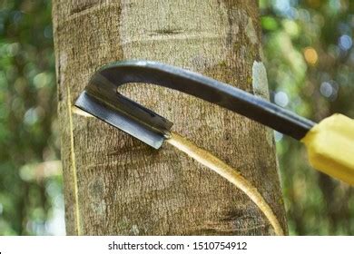 Image result for Rubber Tree Tapping
