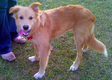 Lab Golden Retriever Border Collie Mix at Daniel Mcbryde blog