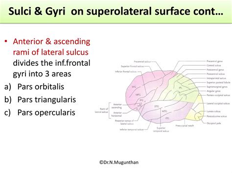 Sulci,Gyri & Functional areas of cerebrum Dr.N.Mugunthan.M.S | PDF