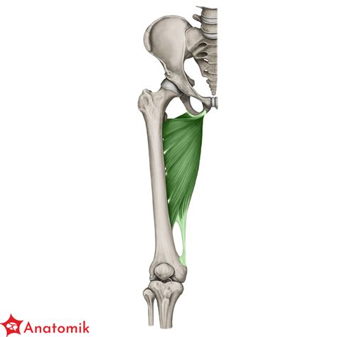 Mięsień przywodziciel wielki — Teletype