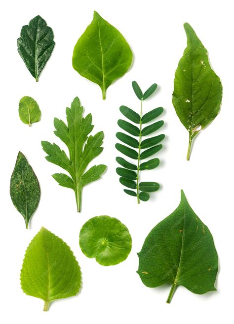 Premium Photo | Collection of Green Leaves isolated on white background