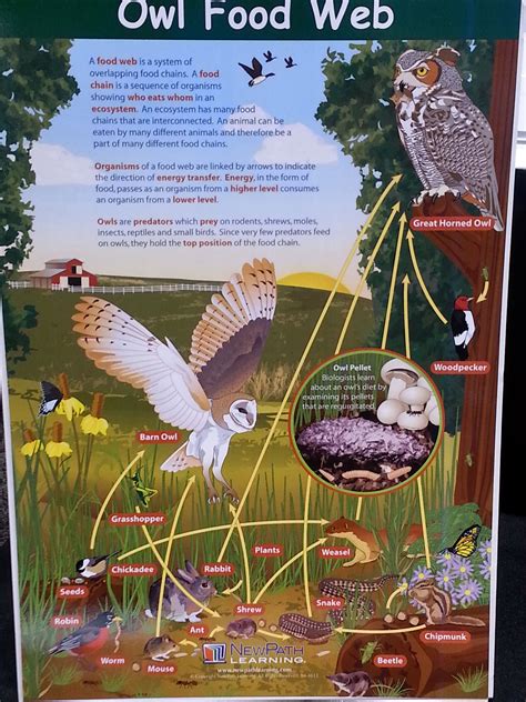 Owl Pellet Food Web Poster