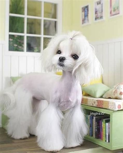 30 Awesome Dog Grooming Styles In 2021