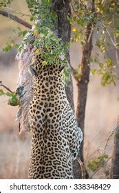 Image result for South African Python