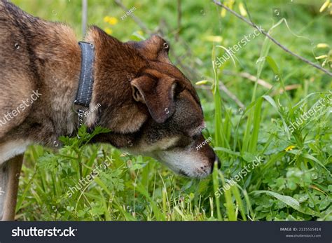 408,984 Animals Eating Grass Images, Stock Photos & Vectors | Shutterstock