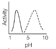 Solid and dotted lines represent the activities of pepsin and salivary ...