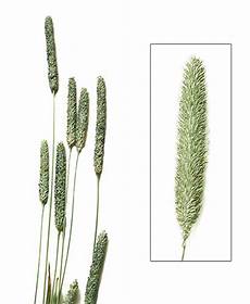 allergia alle graminacee alimenti vietati allergia alle graminacee attento alle graminacee se sei allergia alle graminacee alimenti vietati allergia alle graminacee attento alle graminacee se sei
