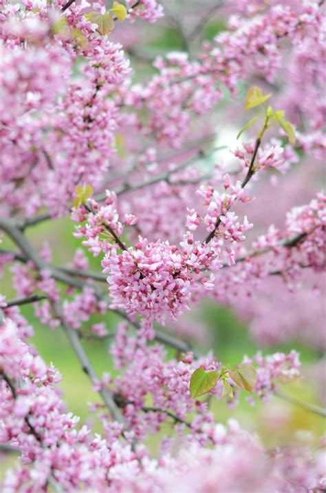 Springtime Clips 的图像结果