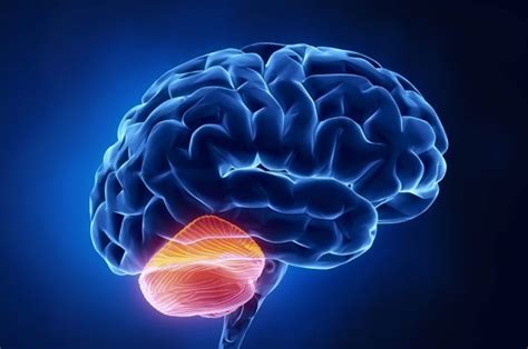 Multiple System Atrophy 的图像结果