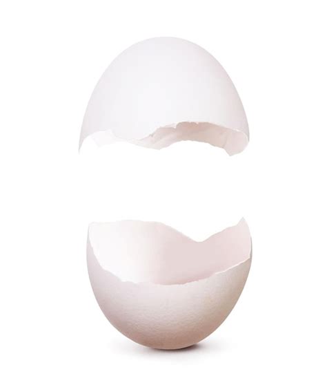 Image result for Egg Shell Shape