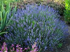 lavanda in vaso cure lavanda scheda propriet 224 coltivazione cure lavanda in vaso cure lavanda scheda propriet 224 coltivazione cure
