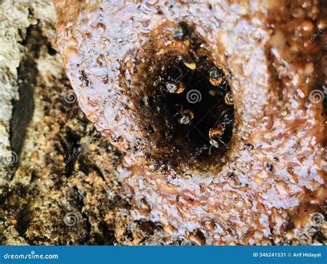 Geniotrigona thoracica stock image. Image of plant, geology - 346241531
