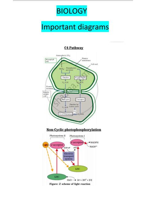 SOLUTION: Biology diagrams - Studypool