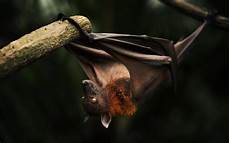 Wallpaper Bats by Bat Hd Wallpaper Background Image 2560x1600 Id Wallpaper Bats