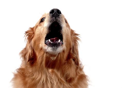 Dog Training for Dogs Who Bark Too Much