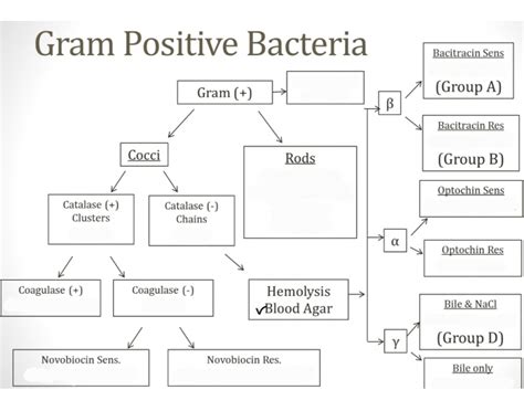Gram Positive Quiz