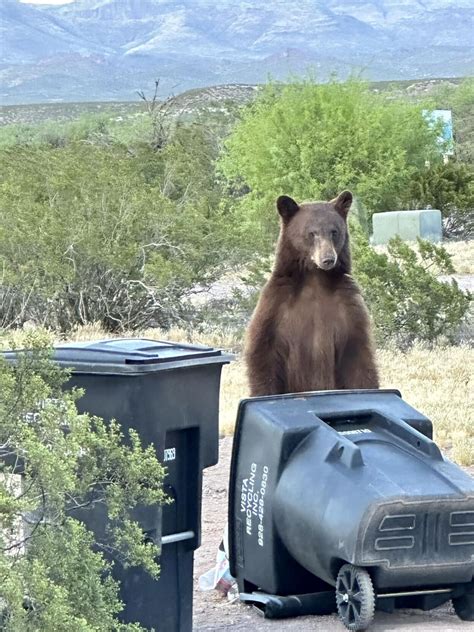 Bears sighted in lower Madera Canyon; no rabies found in fatal central ...