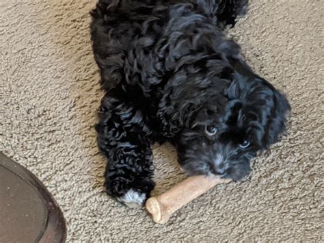 NextDayPets Reviews - 110 Reviews of Nextdaypets.com | Sitejabber