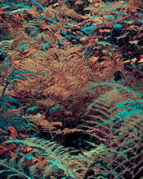 Internazionale - La vita sociale degli alberi - Sotto le querce