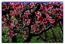 fiori di rosa fiori di pesco beatris click fiori rosa fiori di pesco fiori nuovi fiori di rosa fiori di pesco beatris click fiori rosa fiori di pesco fiori nuovi