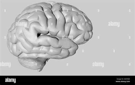 Brain Model 的图像结果