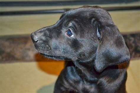 Puppies, Doberman Labrador mix babies, looking for their forever homes ...