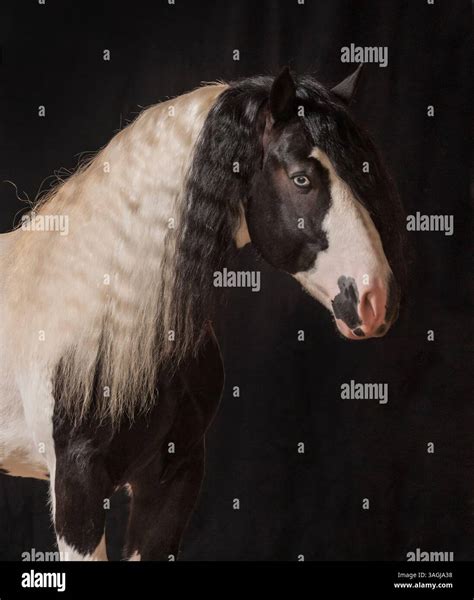 Gypsy Vanner horse stallion Stock Photo - Alamy