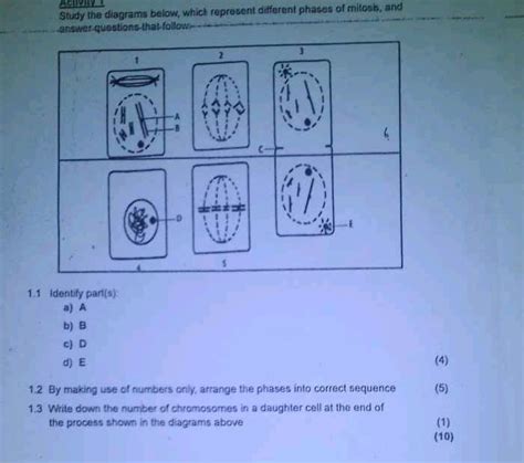 Study the diagrams below, which represent different phases of mitooh, and..