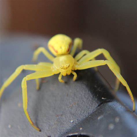 The 5 Most Common Spiders in New York Homes - Knockout Pest Control