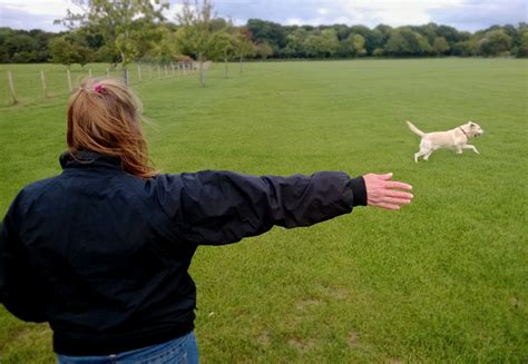 Image result for Wait Hand Signal for Dogs