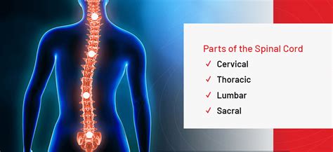 Image result for Spinal Cord Structure and Function