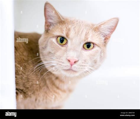 A buff tabby domestic shorthair cat peeking around a corner Stock Photo ...
