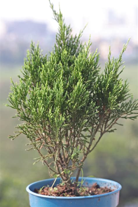 Thuja / Jhau – Leafy Greens Initiative