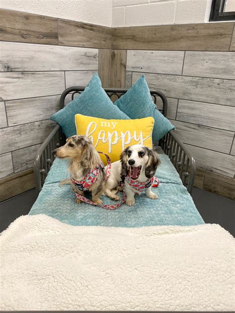 Pet Paradise Lake Nona