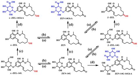 Metabolic Profile, Bioavailability and Toxicokinetics of Zearalenone-14 ...
