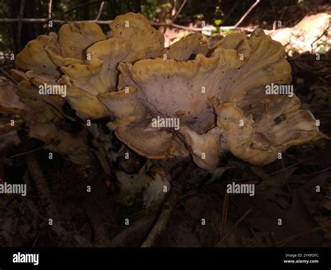 Black-staining Polypore (Meripilus sumstinei Stock Photo - Alamy