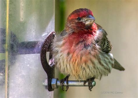 Fledgling House Finch and Cardinal