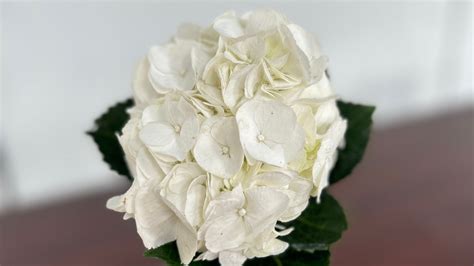 Significance Of White Flowers: Purity, Peace & Renewal – Hanabee